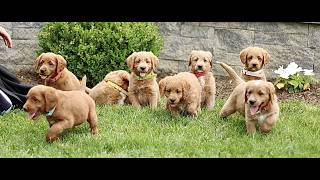 Video preview image #1 Miniature Labradoodle Puppy For Sale in STRASBURG, PA, USA