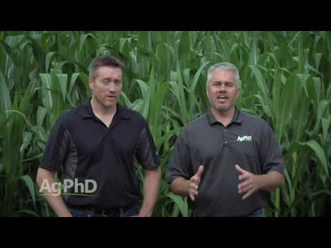 Weed of the Week #956 Common Mallow (Air Date 7-31-16)