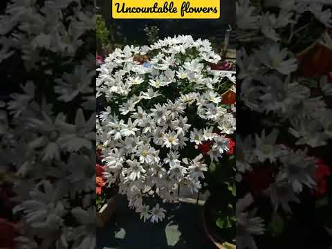 Cineraria/My Garden's White Cineraria/Winter-Spring Flowering Plant//Fahmida's Gardening#Shorts