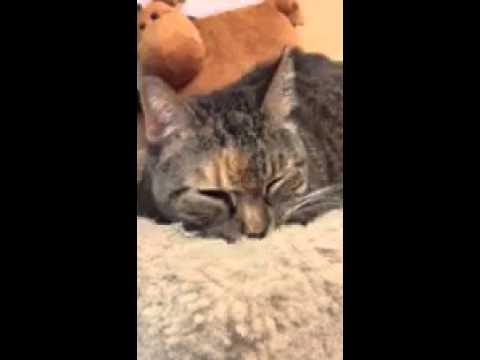 Video of adoptable pet named Sameen