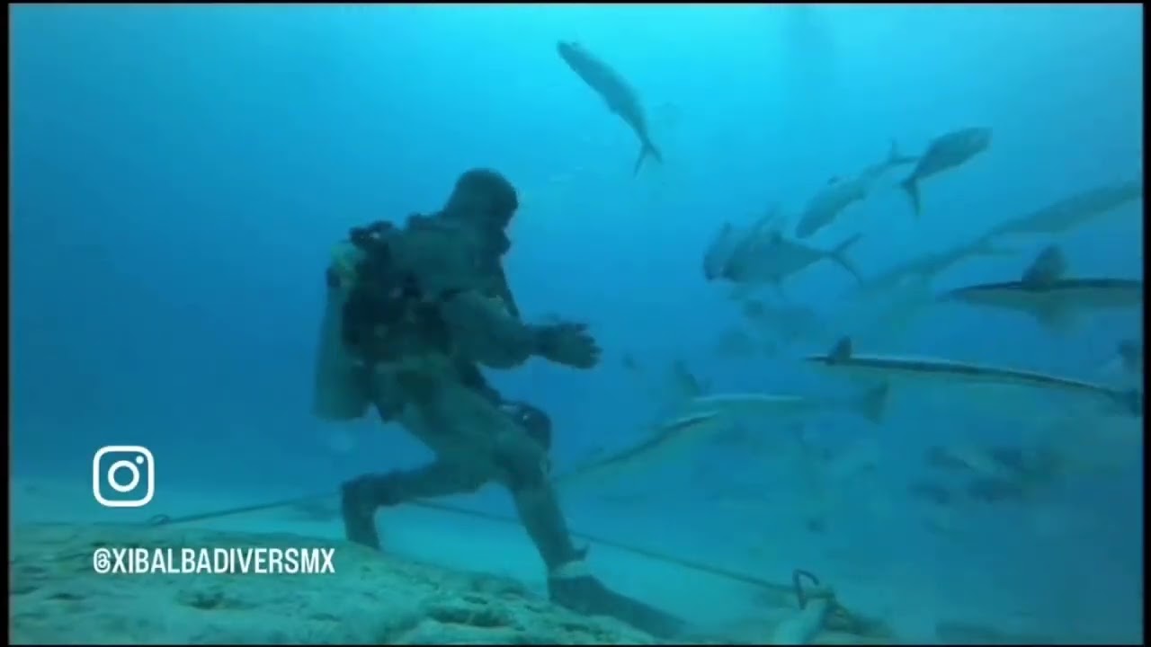 Shark Feeding at Shark Point, Playa del Carmen
