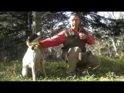 Chasseurs de bécasse