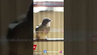 Download lagu Cucak Jenggot Speed Mesin Jahit Joss #cucakjenggotgacor #cucakjenggotisian mp3