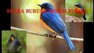 Download lagu Suara Burung Murai Buluh_Kicau(Durasi 1 Jam) Untuk Pemikat mp3 Download lagu Suara Burung Murai Buluh_Kicau(Durasi 1 Jam) Untuk Pemikat mp3