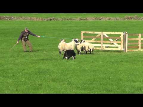 Irish National Sheepdog Trials 2016 JP McGee's Glencregg Silver(Jnr)