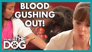 Pomeranian Bites Child Over 10 Times! 😱 | It’s Me or The Dog