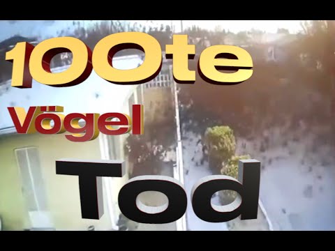Hunderte Vögel fallen Tod vom Himmel