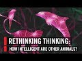 Rethinking Thinking: How Intelligent Are Other Animals?