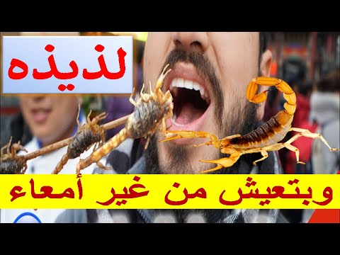Thumbnail for Types of scorpions What about its taste?ما لا تعرفه عنها|أنواع العقارب|وماذا عن طعمها؟ by Scorpions (band)