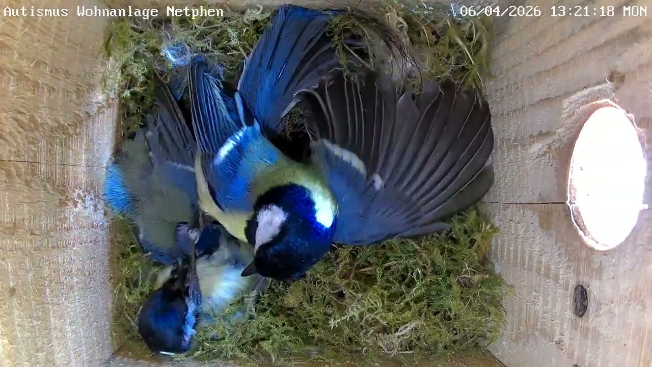 Zwei Kohlmeisen gegen eine Blaumeise! | 06.04.2026