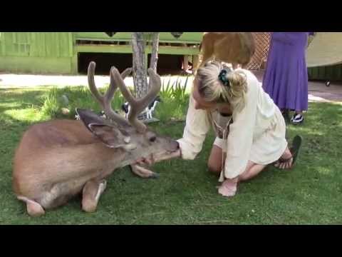 Our wild deer friend Yoda - surprisingly calm - ASMR