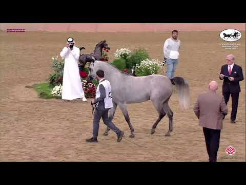 N 343 KANZ FD   Doha International Arabian Horse Show 2023   Stallions 4 6 Years Old Class 10
