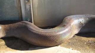 preview picture of video 'big snake pithon Angola - Porto Amboim'