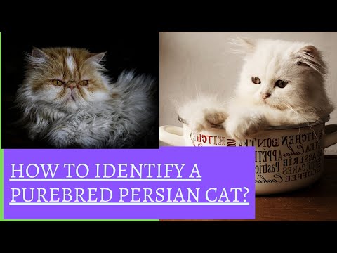 How to identify a purebred persian cat? | How to identify a Persian kitten? | #petqueries