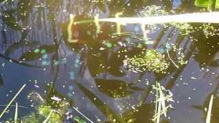 Morrissey - Lifeguard On Duty