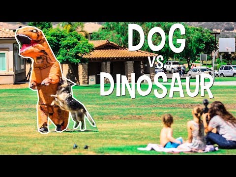 Thumbnail of a large dinosaur costume vs a dog in a grassy park, with kids watching and the title 'DOG vs DINOSAUR' in bold white letters.