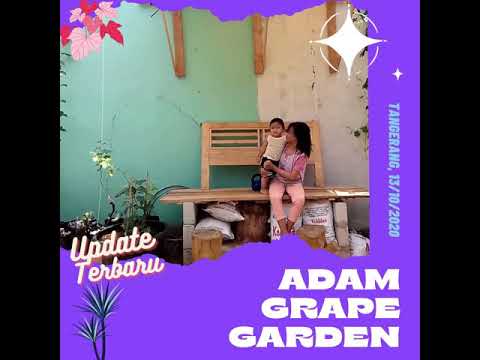 , title : 'Update terbaru Perkebunan Anggur "Adam Grape Garden".'