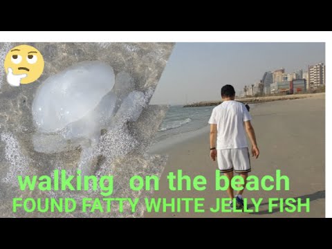 White fatty jelly fish wash out on the  beach#walking #kuwaitbeach #jellyfish @zuhair alrifai