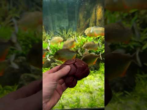 30 Piranie!! VS (Bałagan z nerki wołowej) #pirania #akwarium #akwarium