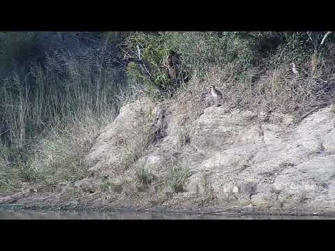 Djuma: Water Thick-knee and Blacksmith Lapwing - 04:02 - 05/26/2023