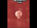 Baby Growth From 0 to 9 Months Conception