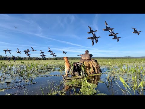 Opening Day Teal Hunt + A Week of Nonstop Action