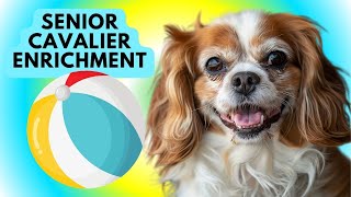 Fun & Easy Enrichment Game for Your Senior Cavalier King Charles Spaniel! 🐶🎾
