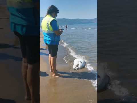 Testa di delfino alla giannella 11/08/2020