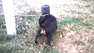 Tommie Morees met Melanique Morees