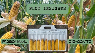 Plot Insights 212-02VT2 vs P12904AML