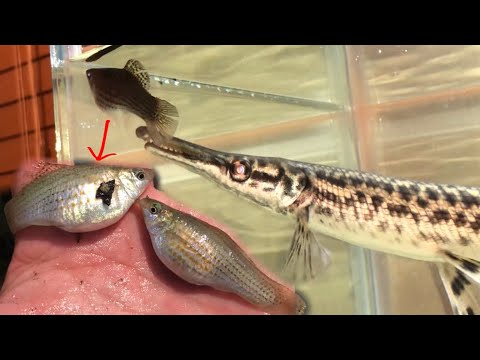 My ALLIGATOR GAR DESTROYS This MOLLY