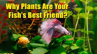 Why Plants Are Your Fish’s Best Friend?