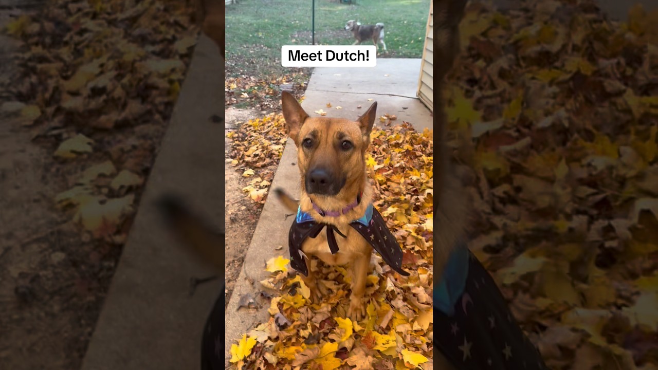 Enlarge Dutch, a Adoptable mixed breed in Huntley, IL video 2/6