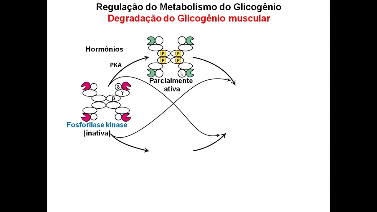 ACH0051 - Aula 12 - Regulação das Vias Metabólicas Principais