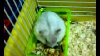 my sweet heart ... snow white