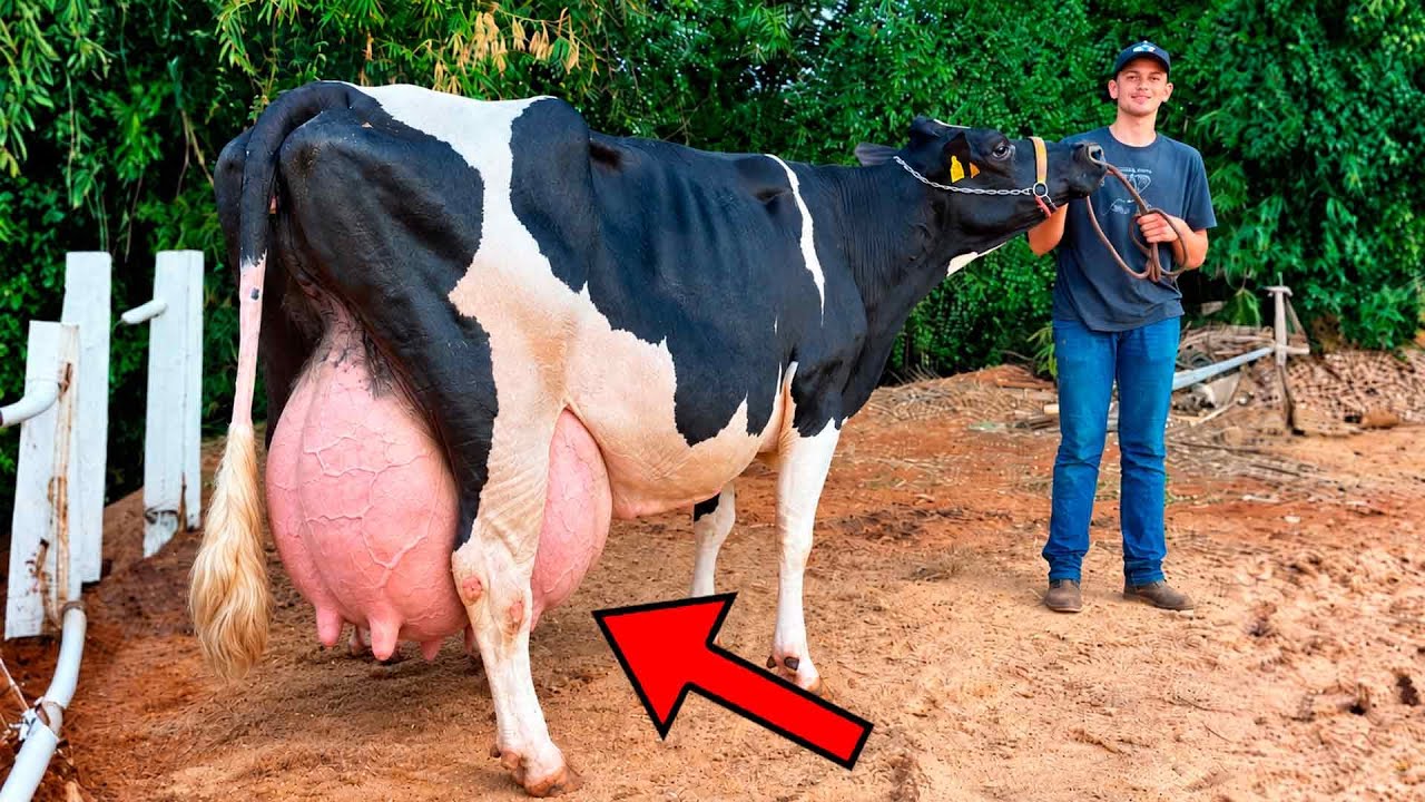 Vaca brasileira bate recorde de maior produção de leite em 1 dia
