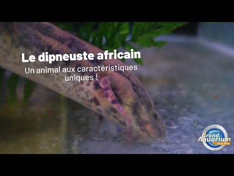 Un poisson doté de branchies... et de poumons ?!?