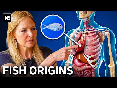 The Evolutionary Accidents That Made Us Human