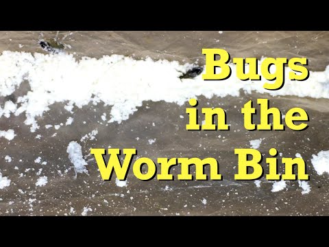 75-day "ping-pong" worms get 7th feeding after 17 days - vermicompost