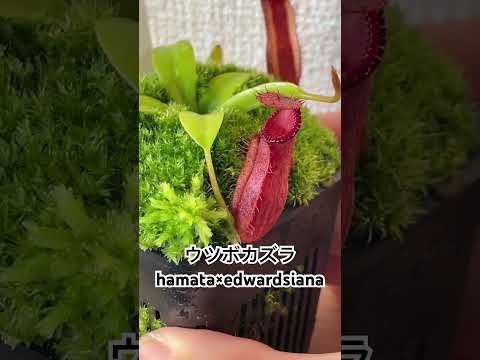 園芸 ラッフルズのウツボカズラ