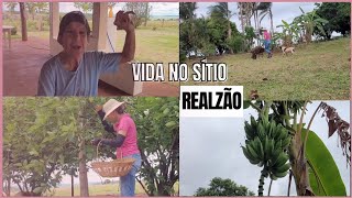 Fiz almoço e geleia de amora/Chegou uma chuvinha boa aqui no sítio/ Beleza da natureza