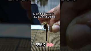 アキアカネにコオロギを与えてみた！
