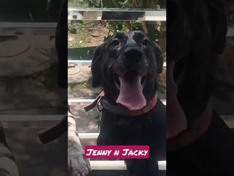 Jenny and Jacky #viral #short video #pet  #dalmation #labrador #pratyushmomentswithpets #youtube