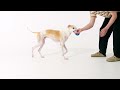 Cheerble Hunde-Spielzeug Wicked Ball Air Rope