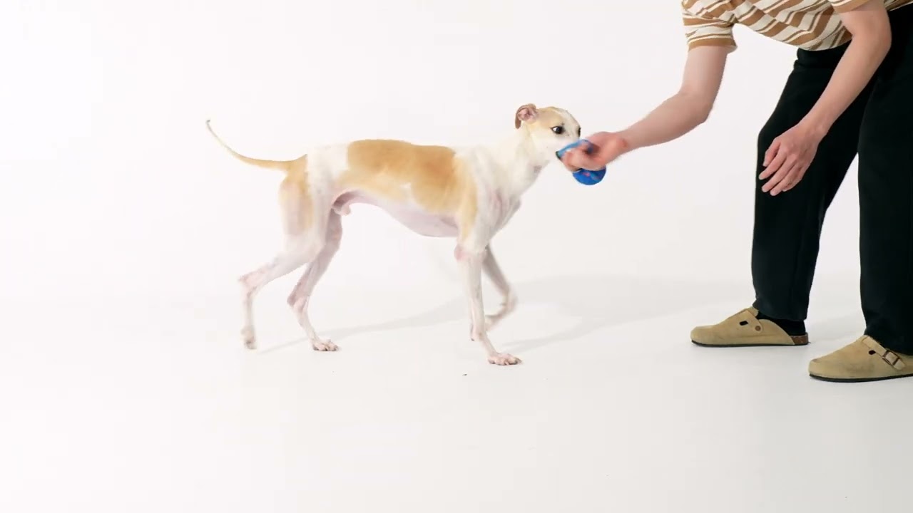 Cheerble Hunde-Spielzeug Wicked Ball Air Rope