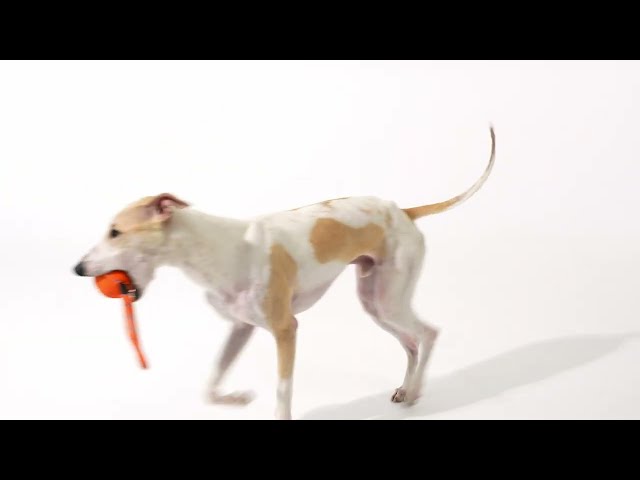 Video Teaser für [2025 New] Cheerble Wicked Ball Air Rope