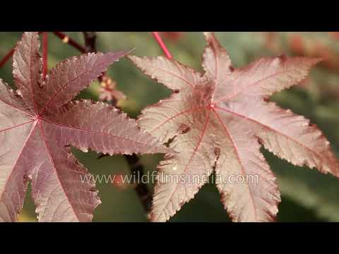Castor Bean plant in Imphal