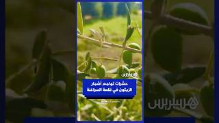 حشرات تهاجم أشجار الزيتون في قلعة السراغنة thumbnail