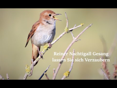 Von Healing Frequency Waves: Reiner Nachtigall Gesang - lassen Sie sich Verzaubern