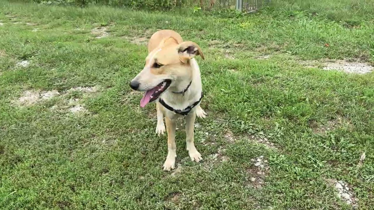 Enlarge Sierra - A Lovebug!, a Adoptable mixed breed in Green Ridge, MO video 5/5
